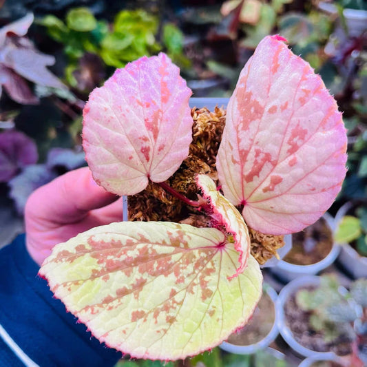 Begonia holosericea