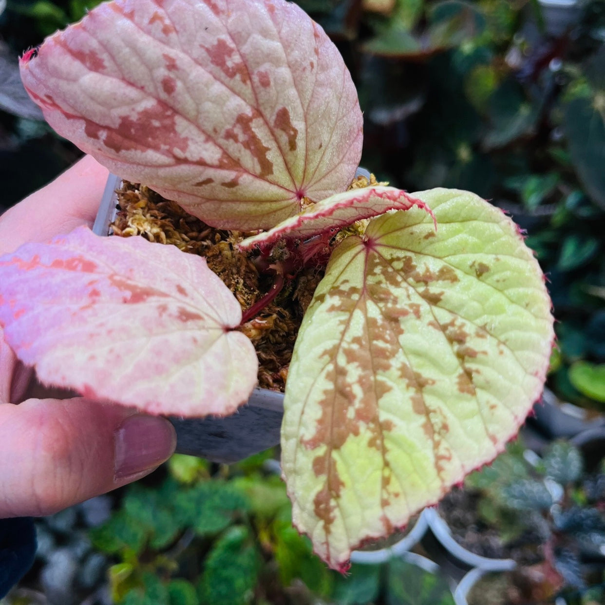 Begonia holosericea