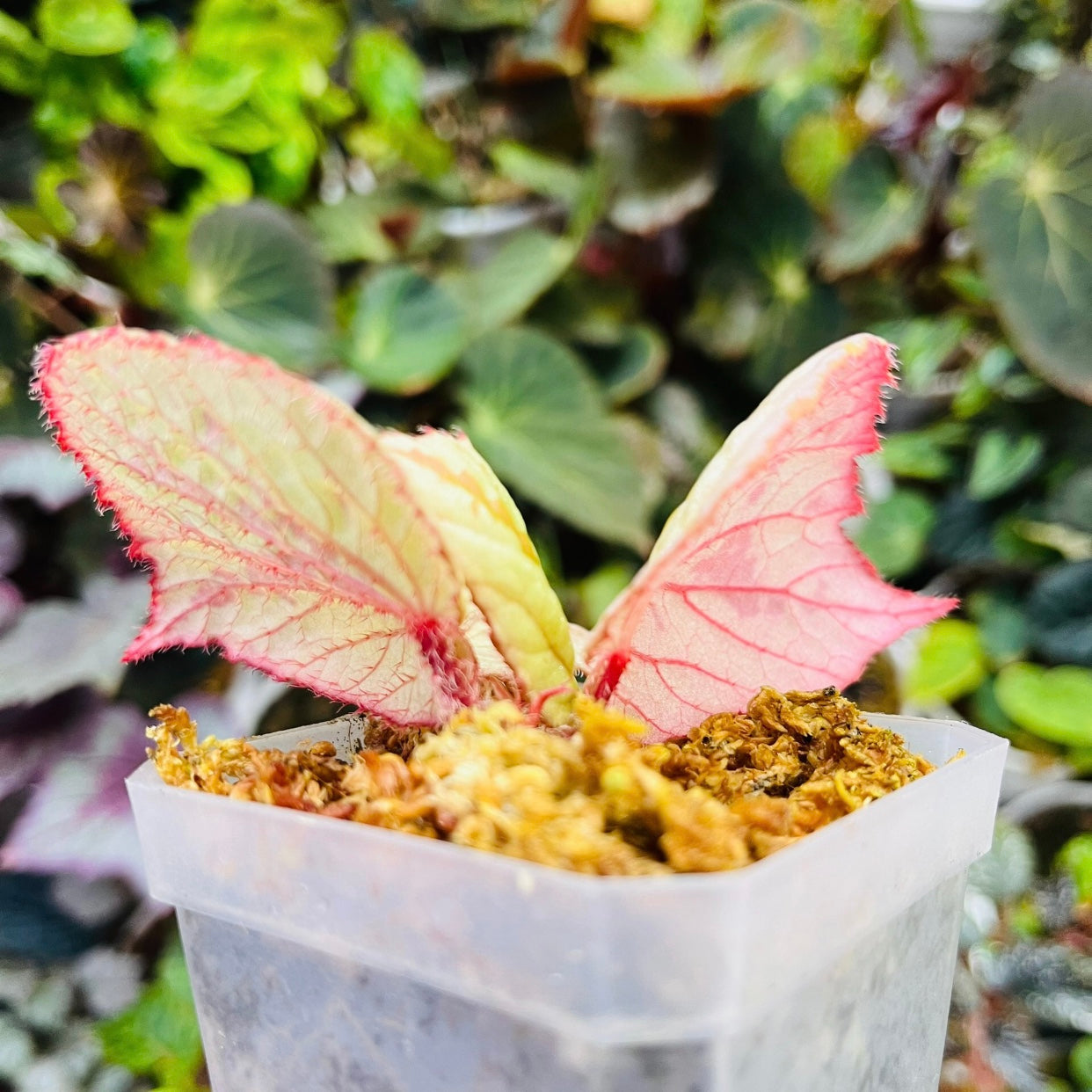 Begonia holosericea