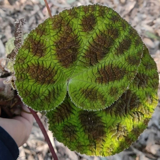 Begonia zhuoyuniae