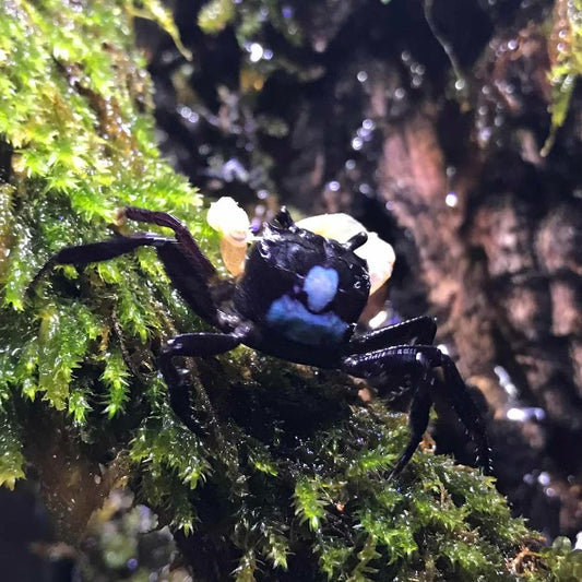 Blue Shadow Ninja Crab (Lepidothelphusa sp)