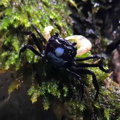 Blue Shadow Ninja Crab (Lepidothelphusa sp)