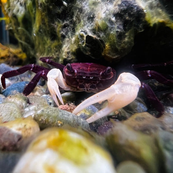 Blue Shadow Ninja Crab (Lepidothelphusa sp)
