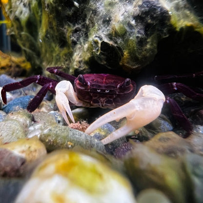 Blue Shadow Ninja Crab (Lepidothelphusa sp)