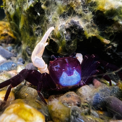 Blue Shadow Ninja Crab (Lepidothelphusa sp)