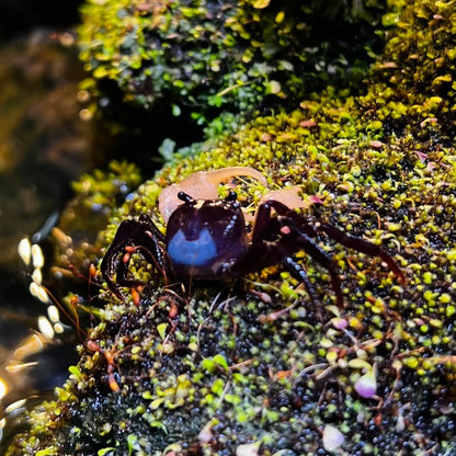 Blue Shadow Ninja Crab (Lepidothelphusa sp)