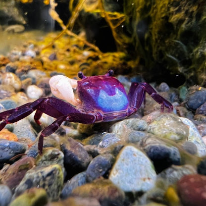 Blue Shadow Ninja Crab (Lepidothelphusa sp)