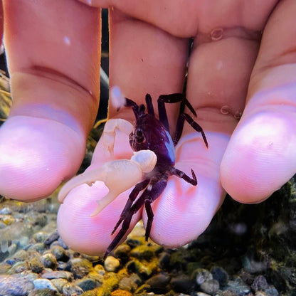 Blue Shadow Ninja Crab (Lepidothelphusa sp)