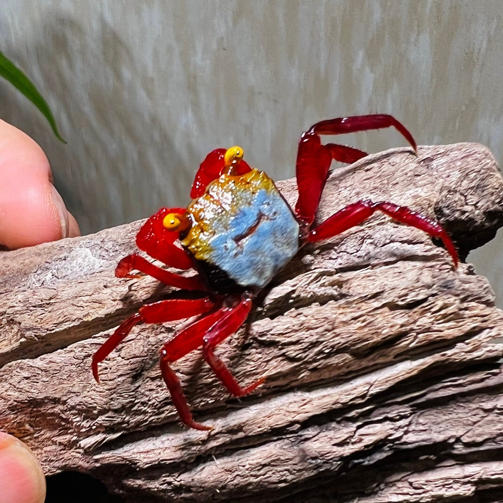6 mixed color Geosesarma Vampire Crabs guarantee one or more female included