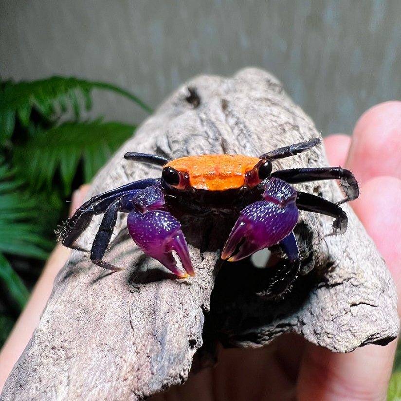 6 mixed color Geosesarma Vampire Crabs guarantee one or more female included