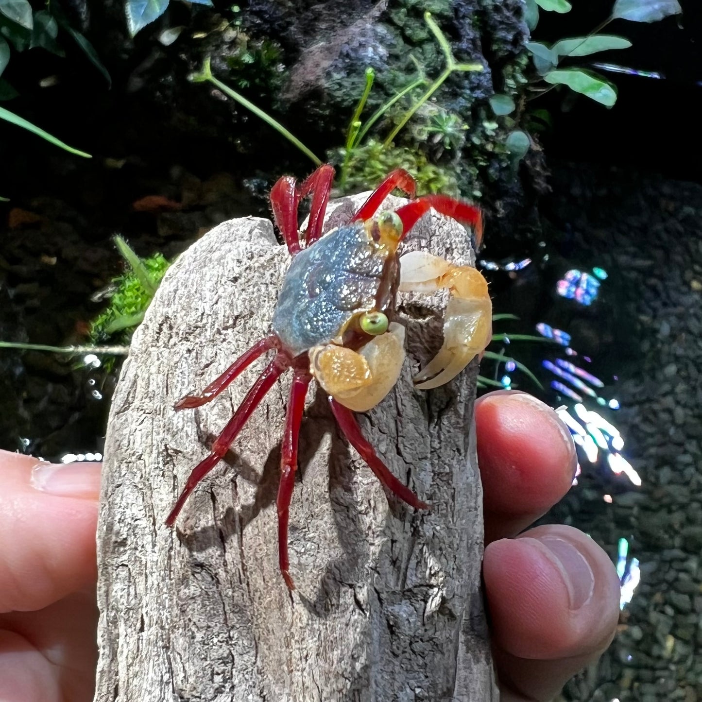 Mandarin Vampire Crab White Arm (Geosesarma notoohorum)