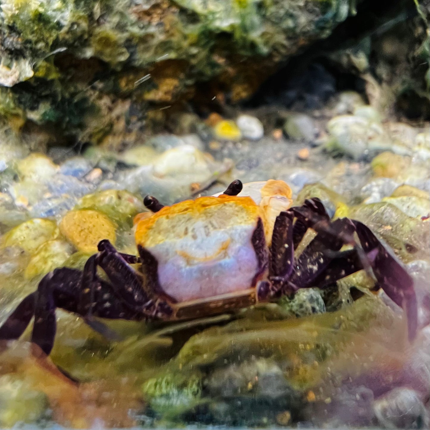 Panda Ninja Crab Lepidothelphusa Cognetti