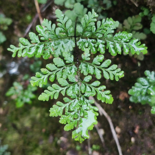 Cheilanthes Tenuifolia