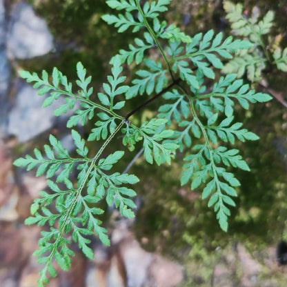 Cheilanthes Tenuifolia