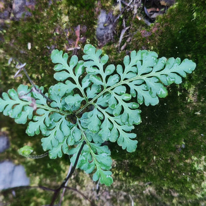 Cheilanthes Tenuifolia