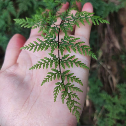 Cheilanthes Tenuifolia