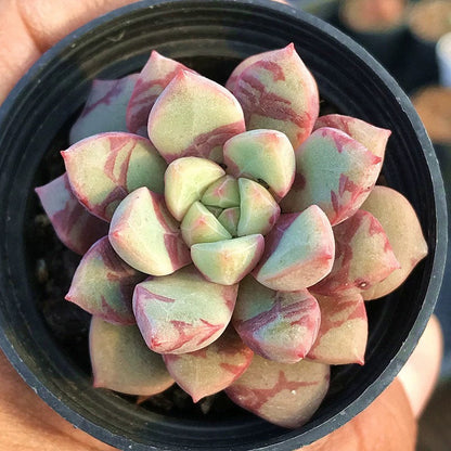 Echeveria ‘Bloody’