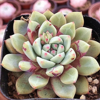 Echeveria ‘Bloody’