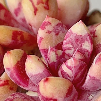Echeveria ‘Bloody’
