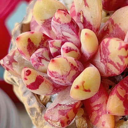 Echeveria ‘Bloody’