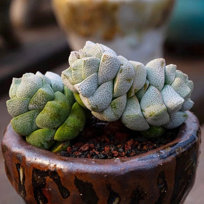 Crassula deceptor
