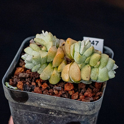 Crassula deceptor