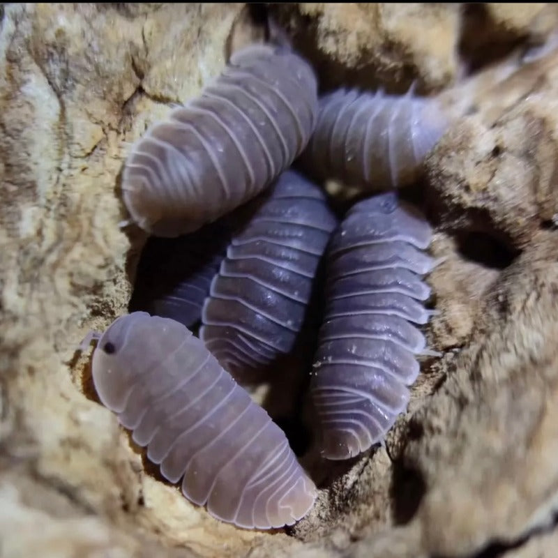 Little Sea Isopod (Cubaris murina)