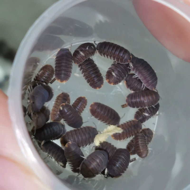 Little Sea Isopod (Cubaris murina)