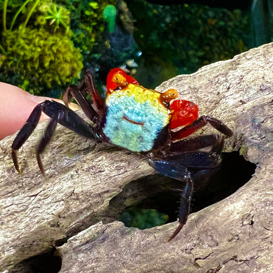 Rainbow Vampire Crab (Geosesarma rouxi)