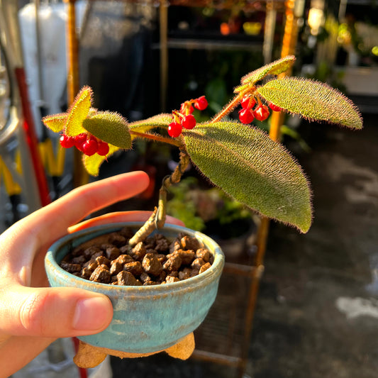 Ardisia Mamillata Hance