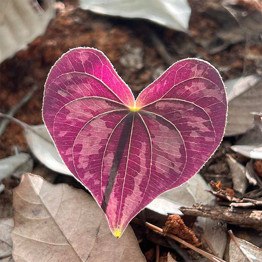 Dioscorea discolor