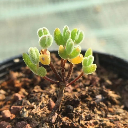 Drosanthemum barwickii shiny