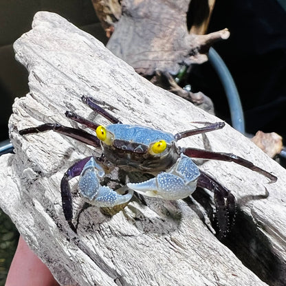 6 mixed color Geosesarma Vampire Crabs guarantee one or more female included