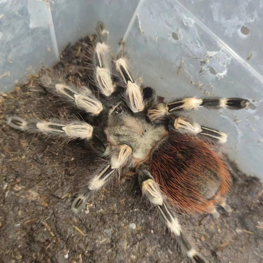 Red and White Tarantula (Nhandu chromatus)