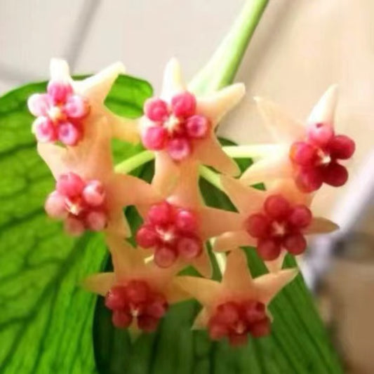 Hoya polyneura 'Broget'