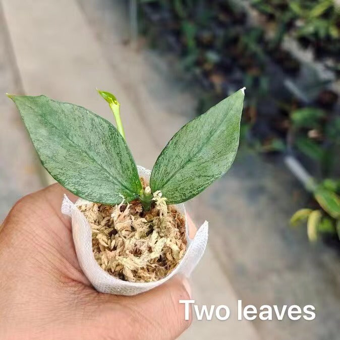 Hoya polyneura 'Broget'