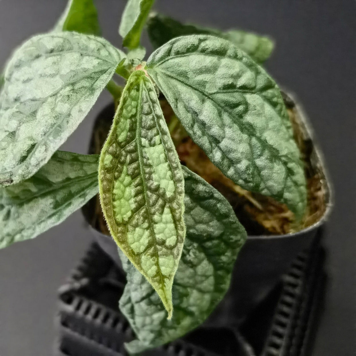 Elatostema sp. Thailand