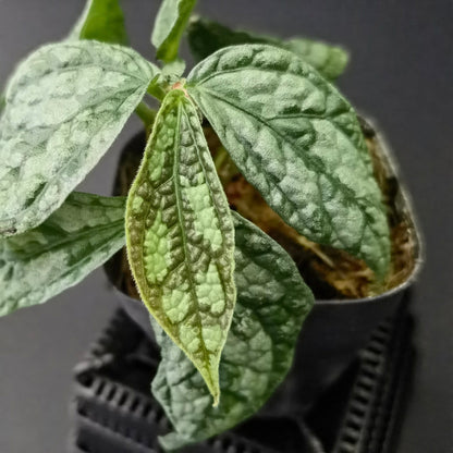 Elatostema sp. Thailand