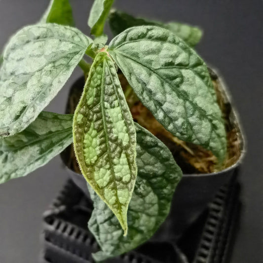 Elatostema sp. Thailand