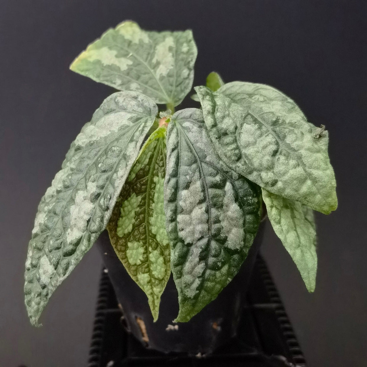 Elatostema sp. Thailand