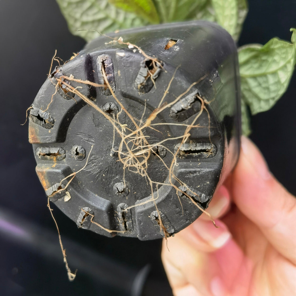 Elatostema sp. Thailand
