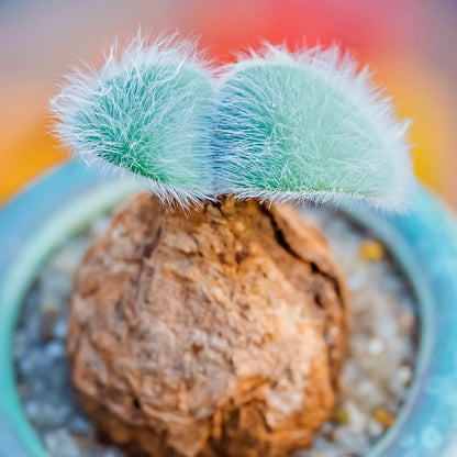 Strumaria villosa