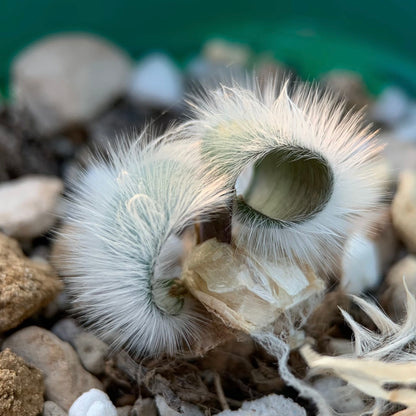 Strumaria villosa