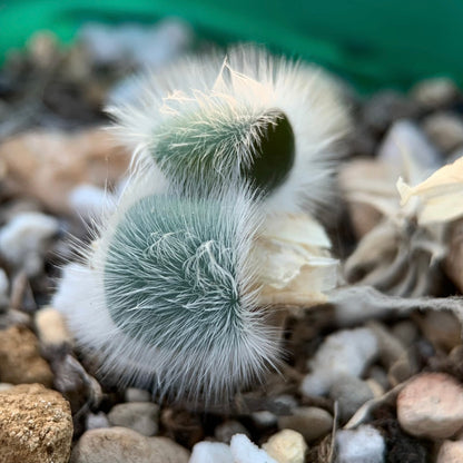 Strumaria villosa