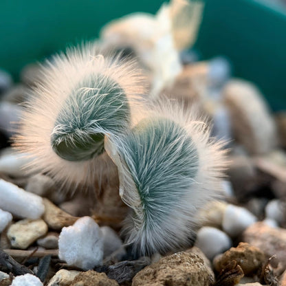 Strumaria villosa