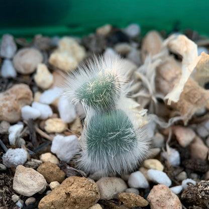 Strumaria villosa