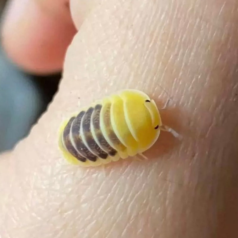 Jupiter Isopods(Cubaris sp.'jupiter') For Sale|My Home Nature