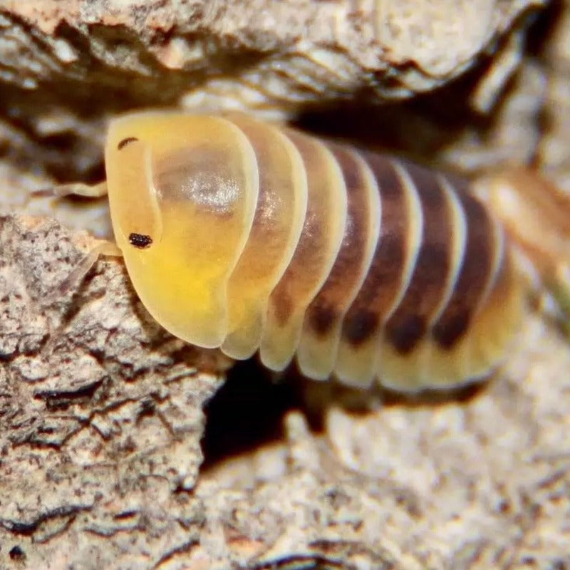 Jupiter Isopods(Cubaris sp.'jupiter')