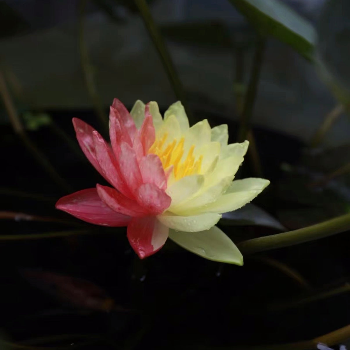 Wanvisa Waterlily(Nymphaea 'Wanvisa')For Sale|My Home Nature
