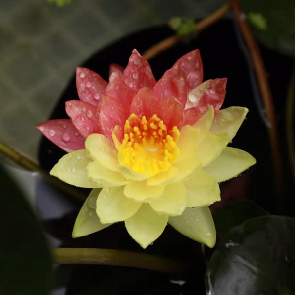 Wanvisa Waterlily(Nymphaea 'Wanvisa')For Sale|My Home Nature